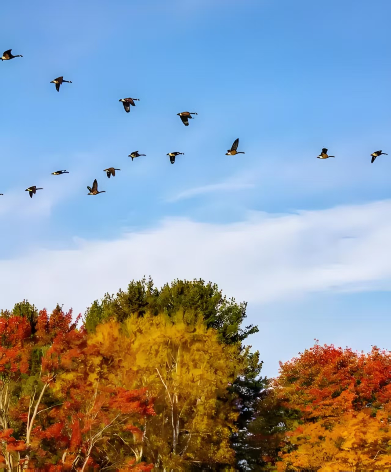 唐多令·秋雁传素尺(外一首)