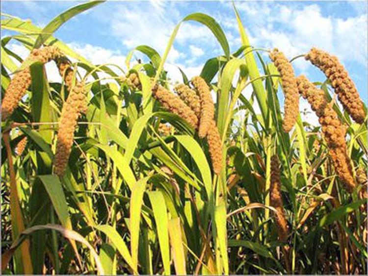 ������д