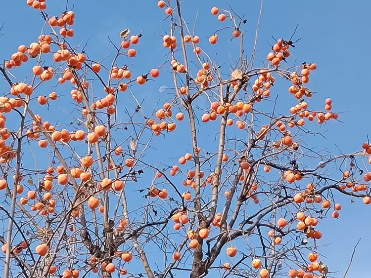 晚秋速写 晚秋速写