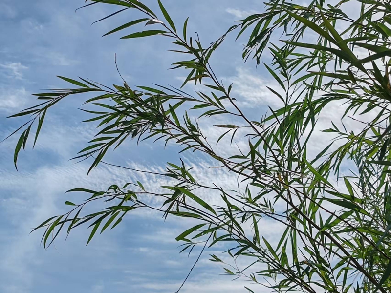 һ��������ѹ�Ѽ�ɰ�Ͷ�