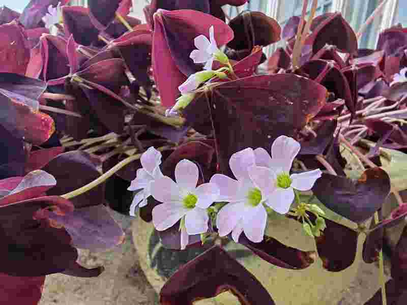 ��ܰ�ļ���