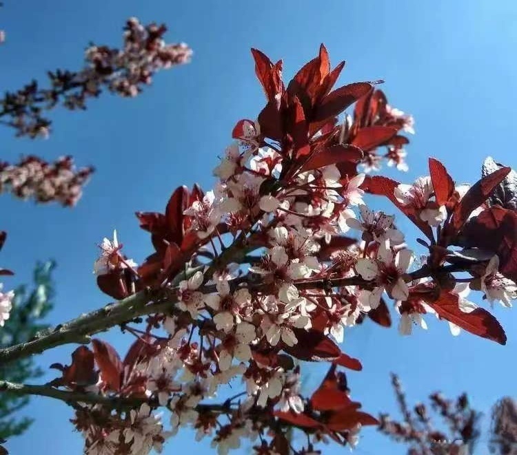 人间最美四月天 人间最美四月天