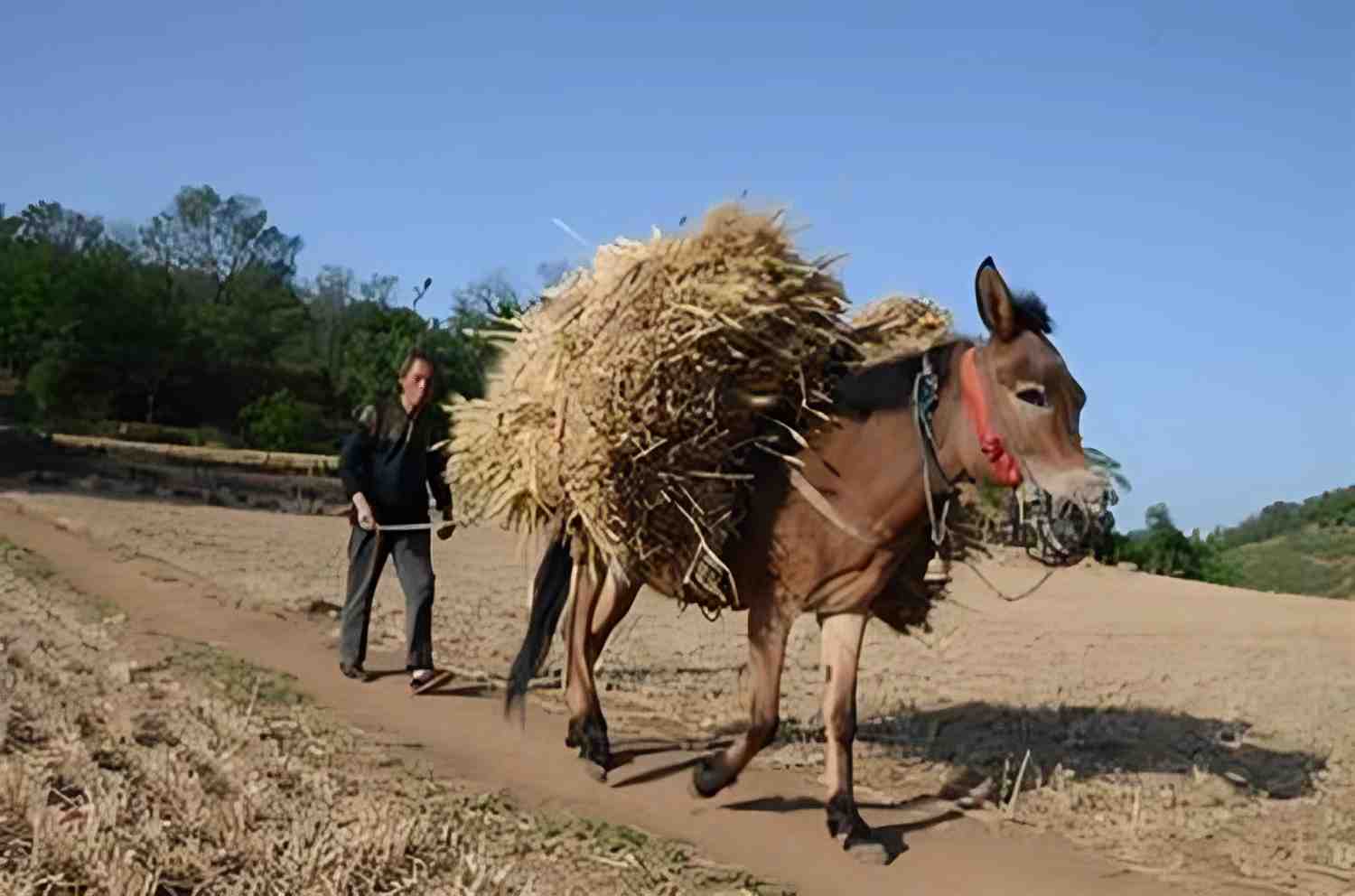 你会不会为了一匹马流泪 你会不会为了一匹马流泪